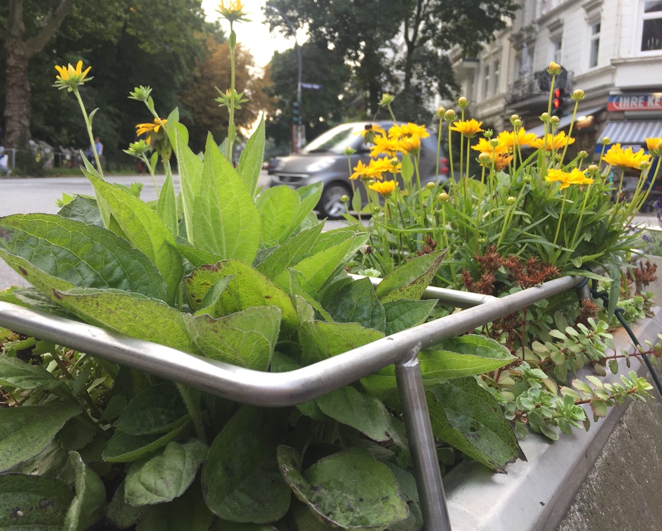 Blühender Kübel in der Fischers Allee. Greencity Verein Hamburg Pflanzaktion