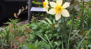 Baumscheibe Arnoldstrasse