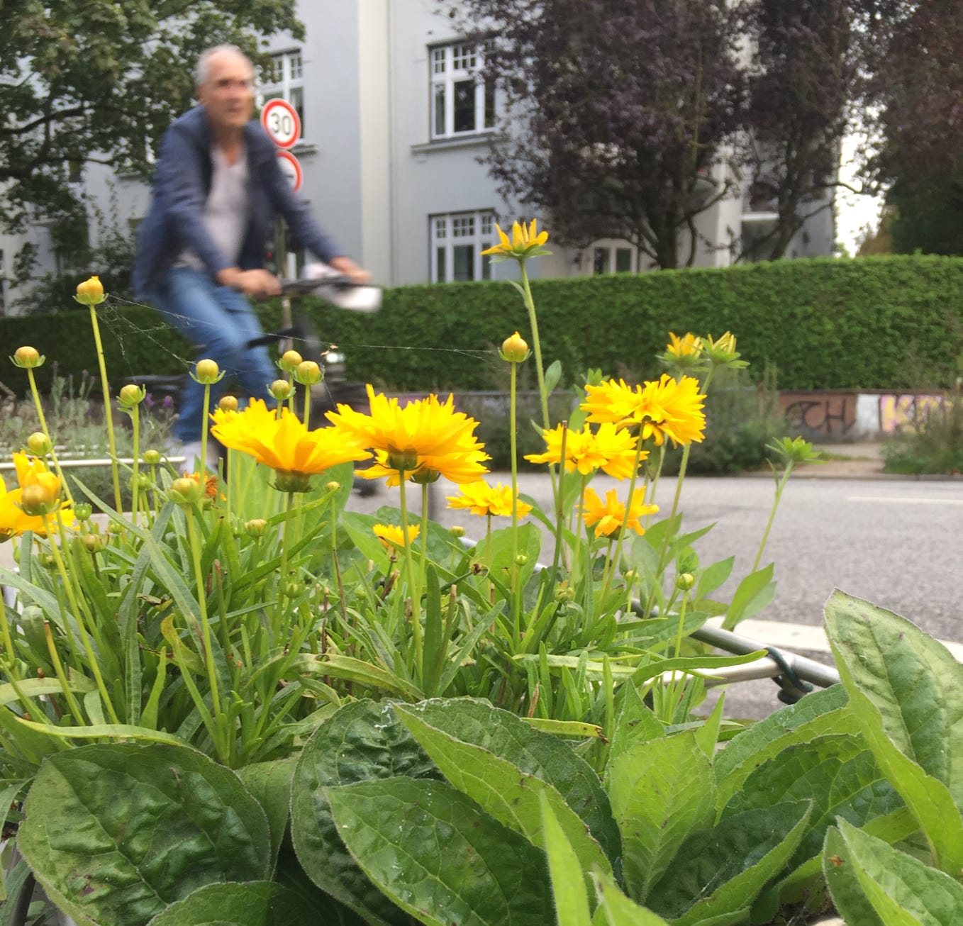 Blühfläche grüne Stadt Hamburg