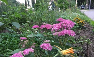 Grünfläche Fischers Allee