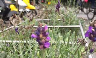 Pflanzkübel Aktion Fischers Allee